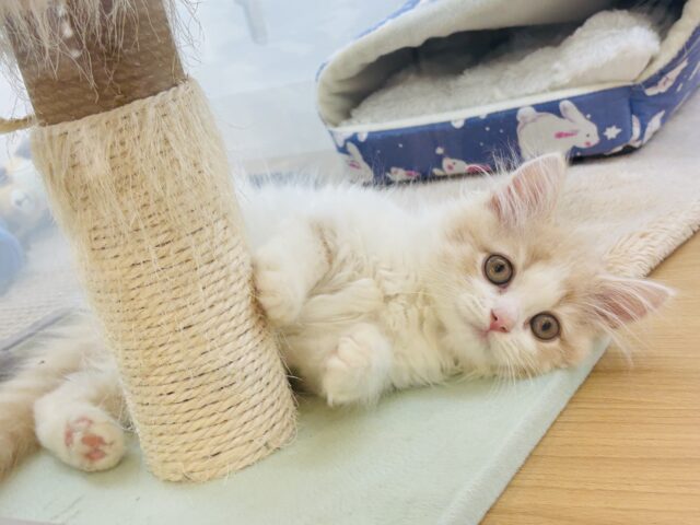 スコティッシュフォールド