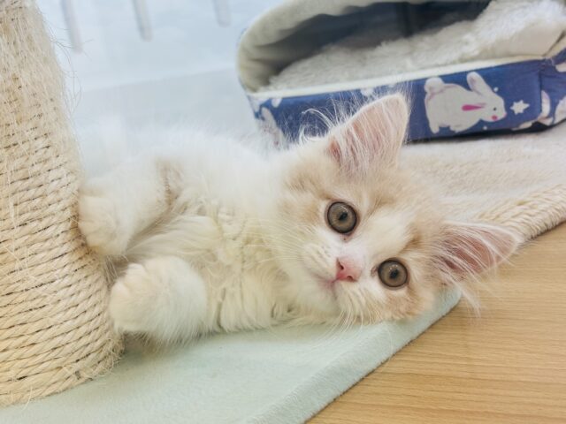 スコティッシュフォールド