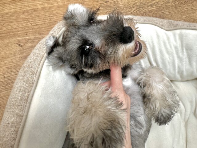 ミニチュアシュナウザー