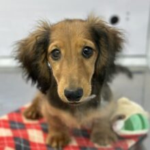 10/17最新🎥なでなでもご飯も大好き♡ミニチュアダックスフンド（レッド）2025年6月7日生まれ　男の子