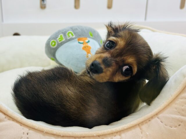 カニンヘンダックス