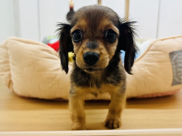 カニンヘンダックス