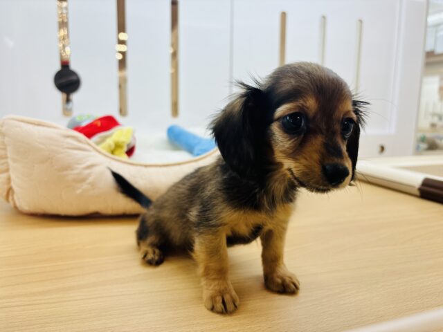 カニンヘンダックス