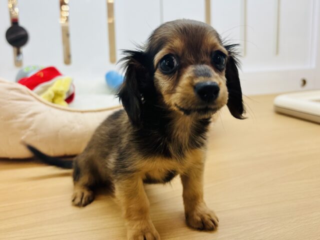 カニンヘンダックス