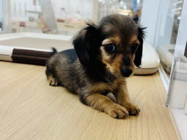 カニンヘンダックス