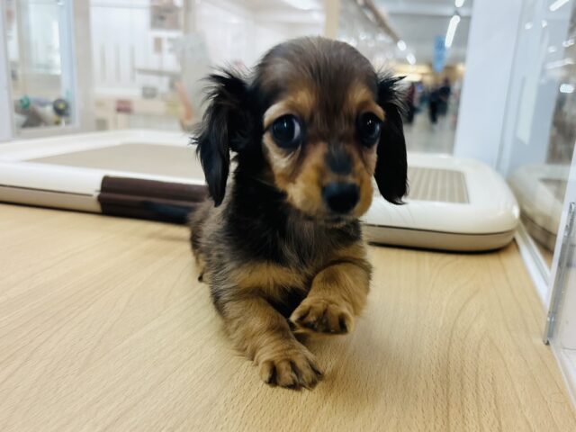 カニンヘンダックス