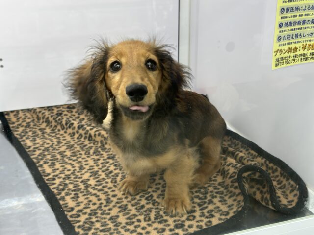 10/17最新🎥なでなでもご飯も大好き♡ミニチュアダックスフンド(レッド)2025年6月7日生まれ 男の子 ミニチュアダックス