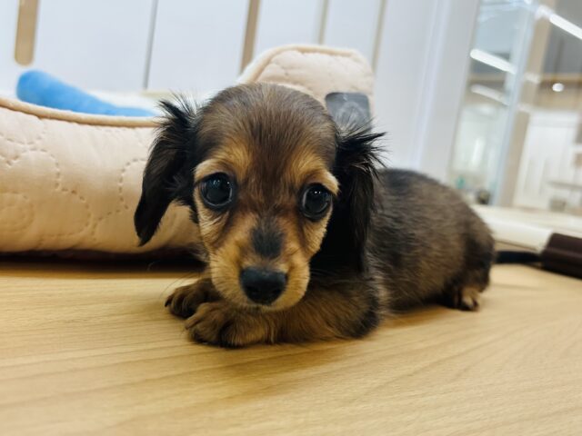 カニンヘンダックス