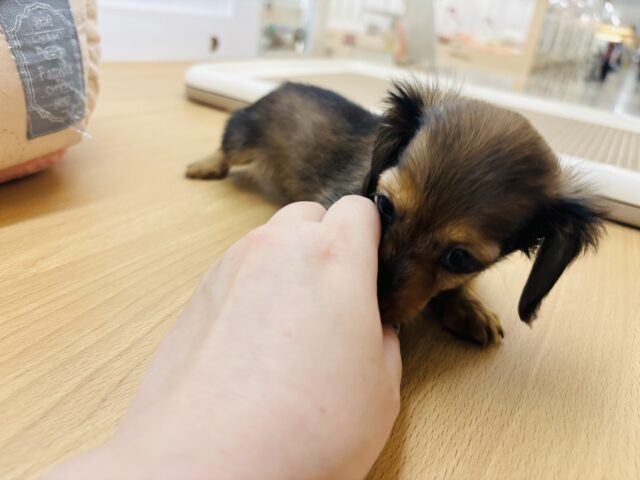 カニンヘンダックス