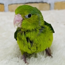極小インコ💚いつまでも甘えん坊ちゃん♫マメルリハ（グリーン）の女の子！