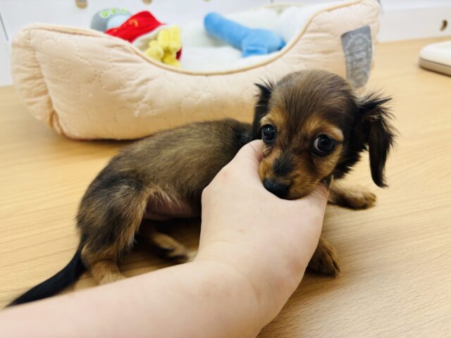 カニンヘンダックス