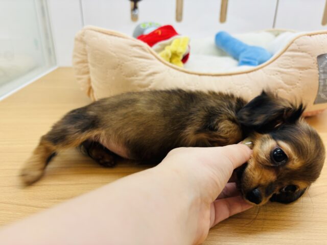 カニンヘンダックス