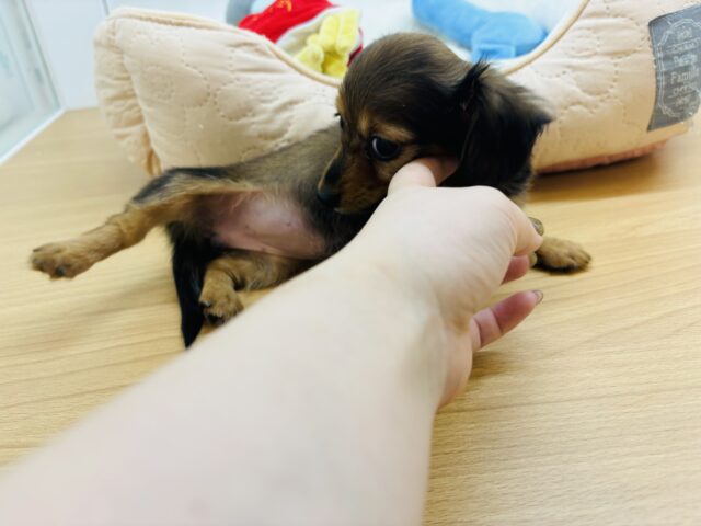 カニンヘンダックス