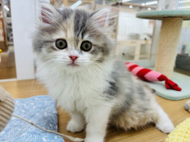 可愛すぎてごめんにゃさい♡ミヌエットちゃん！