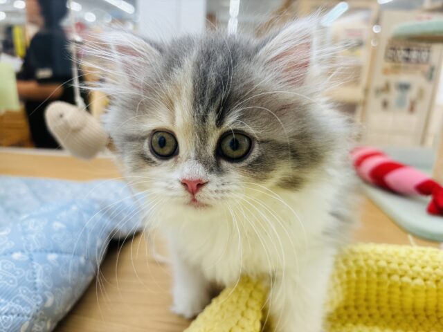 可愛すぎてごめんにゃさい♡ミヌエットちゃん! ミヌエット