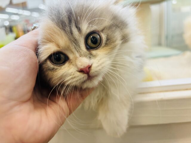 可愛すぎてごめんにゃさい♡ミヌエットちゃん! ミヌエット