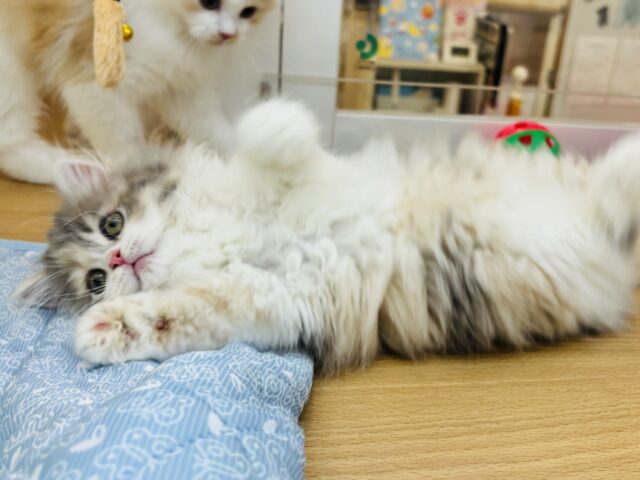 可愛すぎてごめんにゃさい♡ミヌエットちゃん! ミヌエット