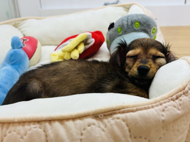 カニンヘンダックス