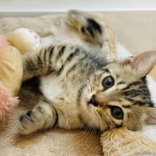 甘え度限界突破！？マンチカンくん！