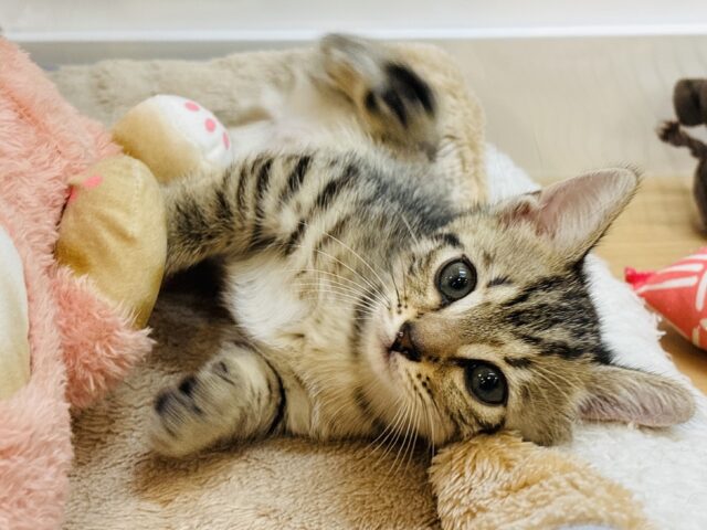 甘え度限界突破！？マンチカンくん！