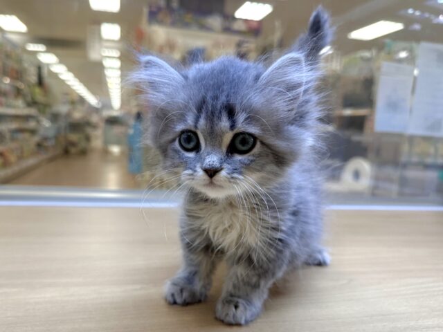 美人さん♡♡サイベリアン女の子 サイベリアン