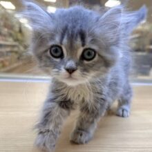 美人さん♡♡サイベリアン女の子