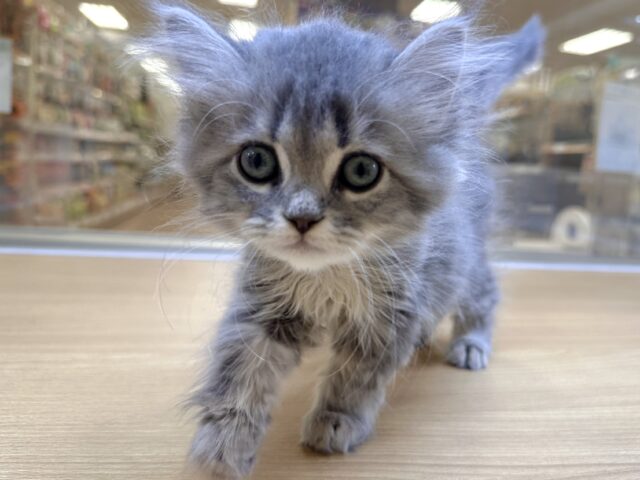 美人さん♡♡サイベリアン女の子 サイベリアン
