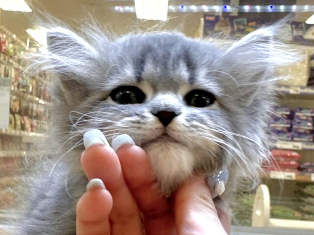 美人さん♡♡サイベリアン女の子 サイベリアン