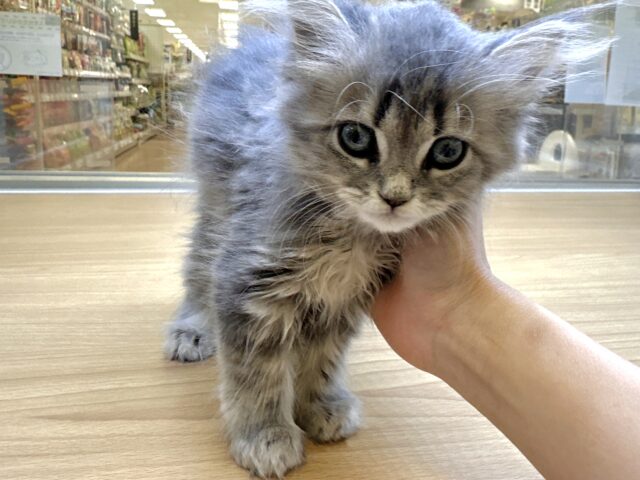 美人さん♡♡サイベリアン女の子 サイベリアン