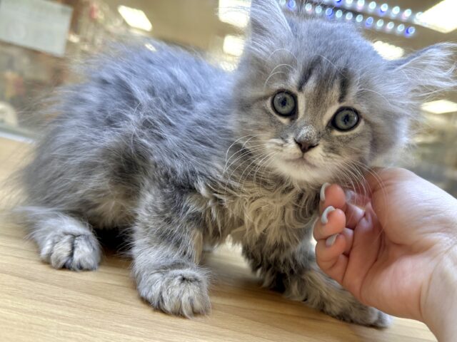 美人さん♡♡サイベリアン女の子 サイベリアン