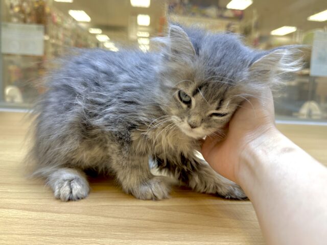 美人さん♡♡サイベリアン女の子 サイベリアン