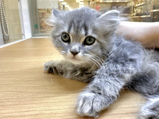 美人さん♡♡サイベリアン女の子 サイベリアン