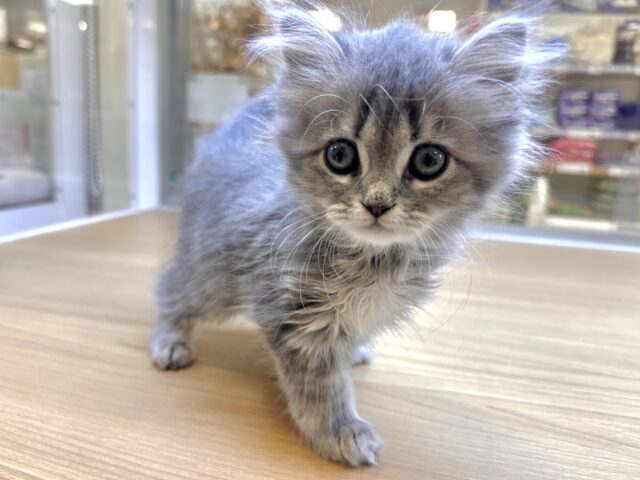 美人さん♡♡サイベリアン女の子 サイベリアン