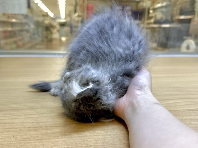 美人さん♡♡サイベリアン女の子 サイベリアン