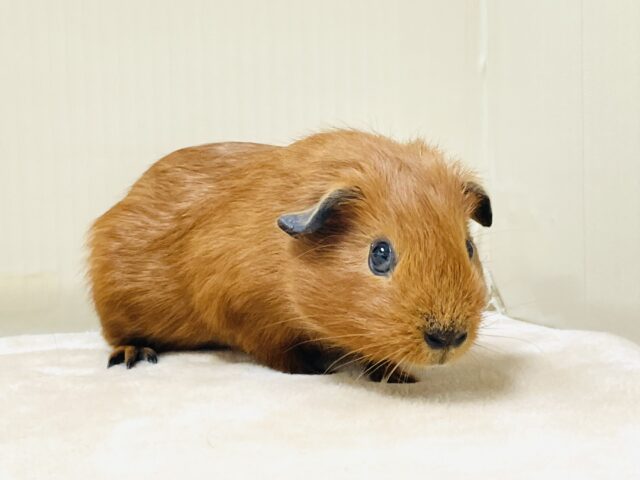 ロシアンスモークモルモット