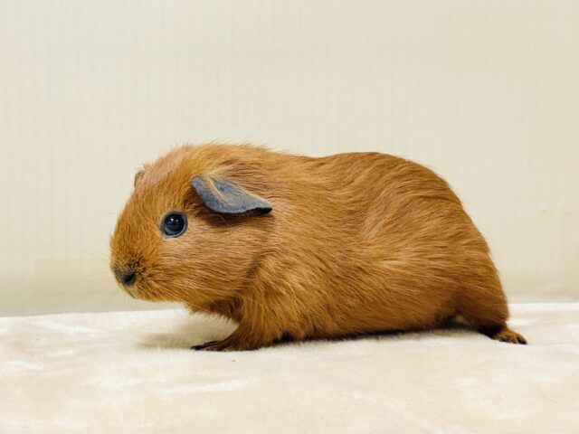 ロシアンスモークモルモット
