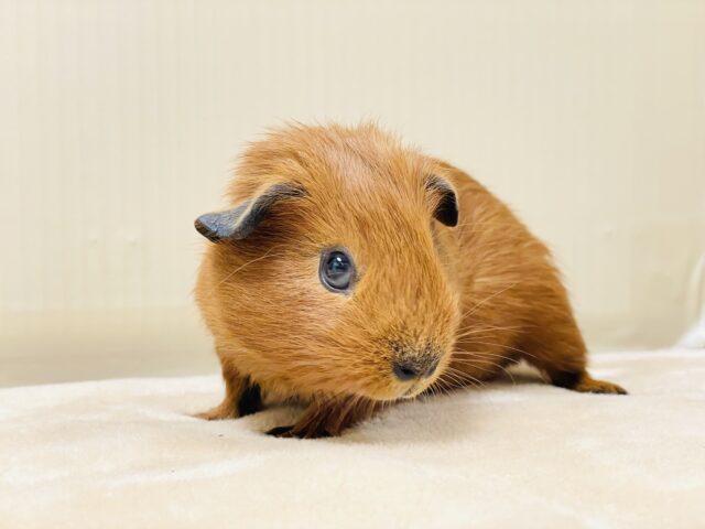 ロシアンスモークモルモット