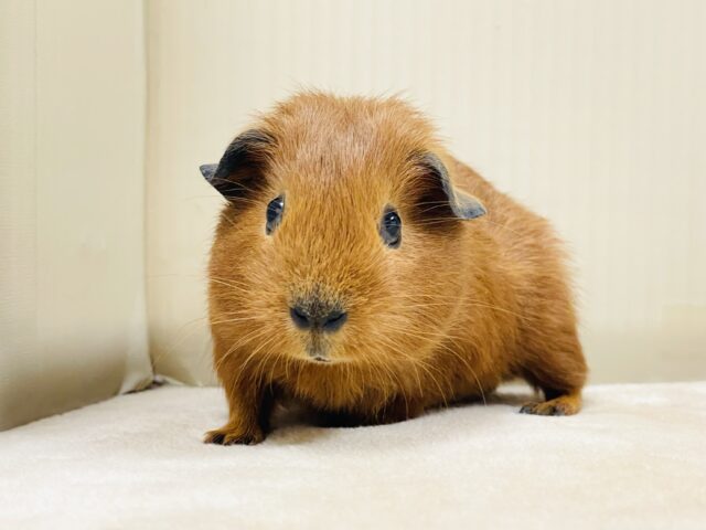 ロシアンスモークモルモット