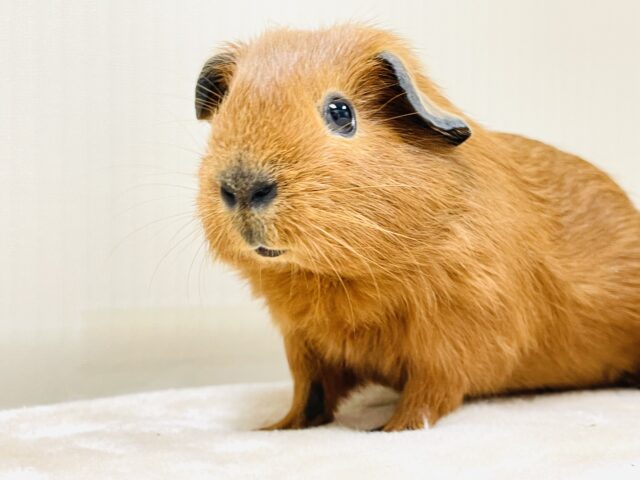 ロシアンスモークモルモット