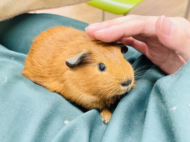 ロシアンスモークモルモット