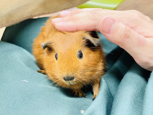 ロシアンスモークモルモット