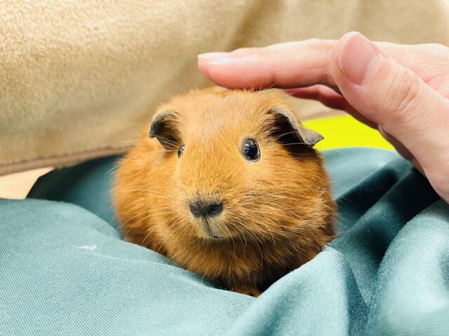 ロシアンスモークモルモット