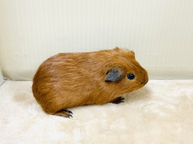 ロシアンスモークモルモット