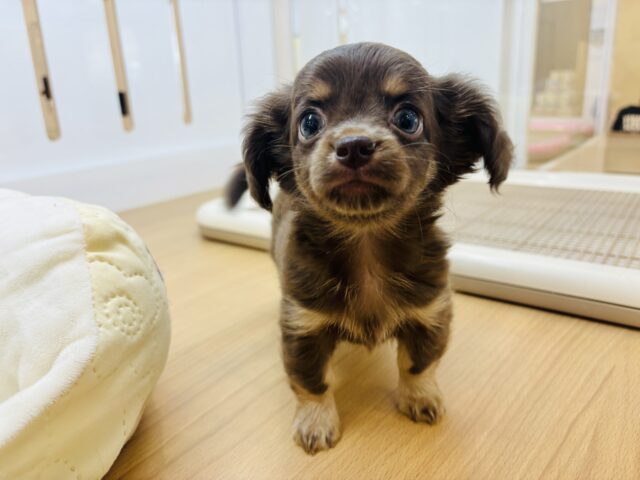 ボクの可愛さは止められないっ♥ミックス犬くん(チワワ×ミニチュアダックス)