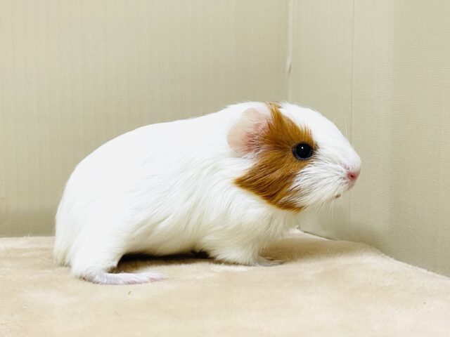 イングリッシュモルモット