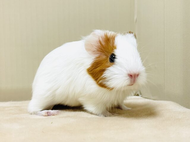 イングリッシュモルモット