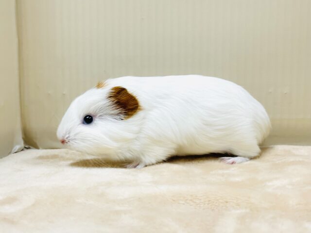 イングリッシュモルモット