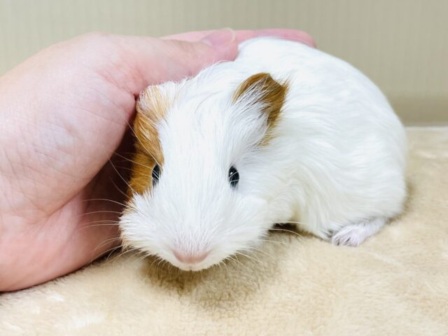 イングリッシュモルモット