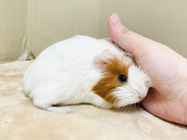 イングリッシュモルモット