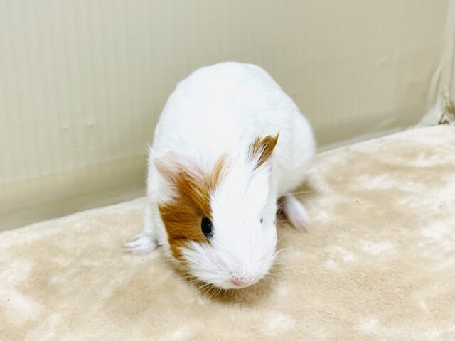 イングリッシュモルモット